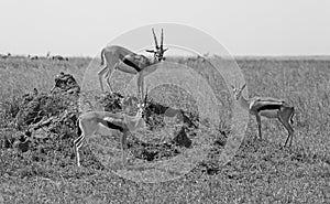 Serengeti national park