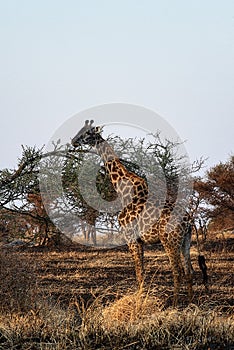 Serengeti National Park Giraffe