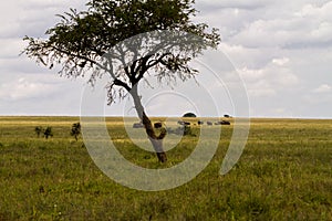 Serengeti National Park landscape with elephants