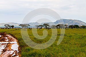 Serengeti National Park Landscape, Tanzania