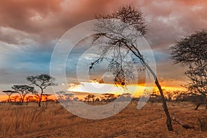 Serengeti national park in northwest Tanzania
