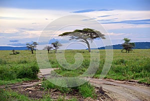 Serengeti national park scenery, Tanzania, Africa