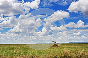 Serengeti National Park, Tanzania, Africa