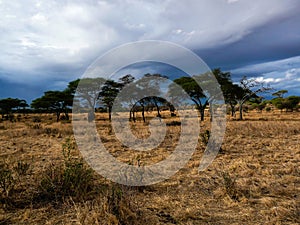 Serengeti National Park Tanzania, Africa