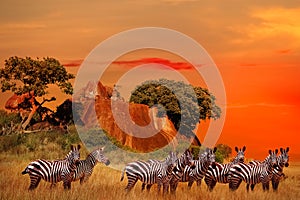 Serengeti National Park. Tanzania. Africa. Zebras in the African savanna at sunset.