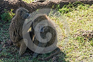 Serengeti National Park, Tanzania - Baboons Grooming