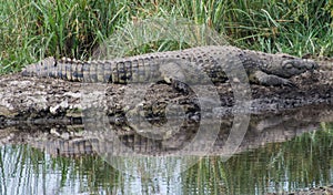 Serengeti National Park, Tanzania - Crocodile