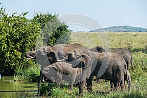 Serengeti National Park, Tanzania - Elephants drinking from a river