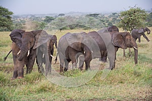 Serengeti National Park, Tanzania - Elephants having a dust bath