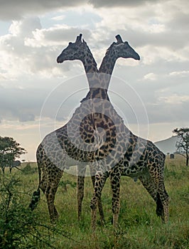Serengeti National Park, Tanzania - Giraffes