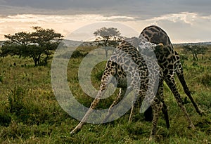 Serengeti National Park, Tanzania - Giraffes Fighting