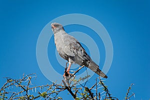 Serengeti National Park, Tanzania - Goshawk