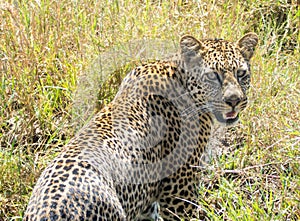 Serengeti National Park, Tanzania - Leopard