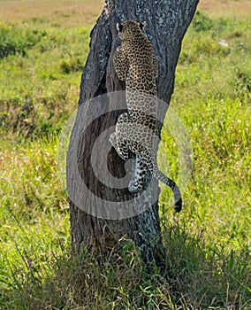 Serengeti National Park, Tanzania - Leopard climbing tree