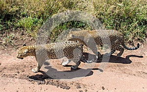 Serengeti National Park, Tanzania - Leopards