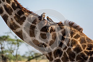Serengeti National Park, Tanzania - Oxpeckers Feeding on a Giraffe