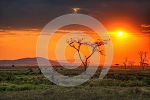 Serengeti National Park Wildlife