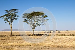 Serengeti plains and a herd of elephants, Tanzania