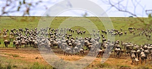 Serengeti plains teeming with wildebeest