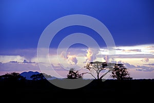 Serengeti profile in the evening