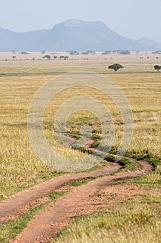 Serengeti road