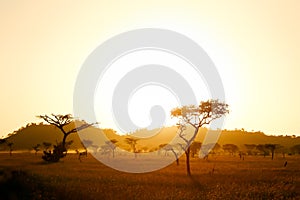 Serengeti savannah in morning light