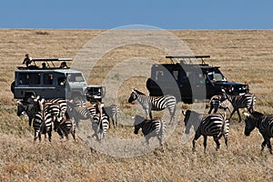 Serengeti, Tanzania - 05 Jan 2017: Zebra on safari in Kenia and Tanzania, Africa