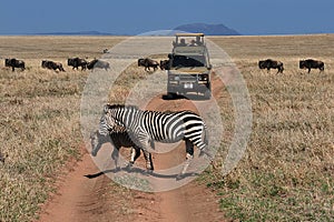 Serengeti, Tanzania - 05 Jan 2017: Zebra on safari in Kenia and Tanzania, Africa