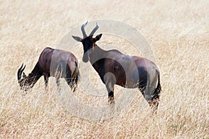 Serengeti topi