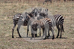 Serengeti Zebras