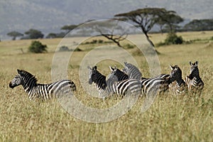 Serengeti Zebras