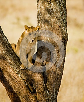 Serengetti Lion Cub