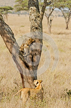 Serengetti Lioness and Cub