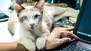 The Serenity of Feline Slumber: Cat Sleeping on Hand