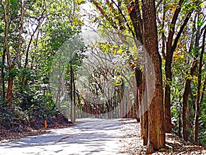 The Serenity of the Man-made Forest