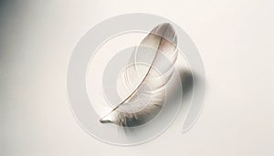 Serenity in Simplicity: A Solitary Feather\'s Grace