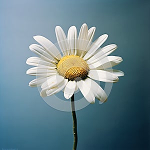Serenity in Solitude: Isolated Daisy Flower on a Blue Background