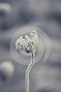 Serenity of winter flower photo