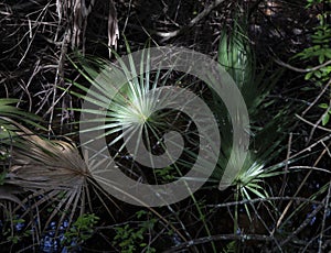 Serenoa palm leaves