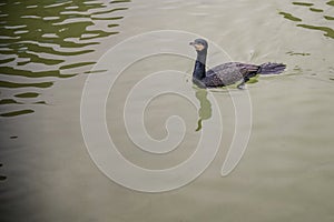 Sergeant Cormorant Swimming in Calm Waters