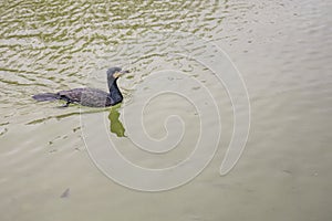 Sergeant Cormorant Swimming in Calm Waters