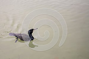 Sergeant Cormorant Swimming in Calm Waters