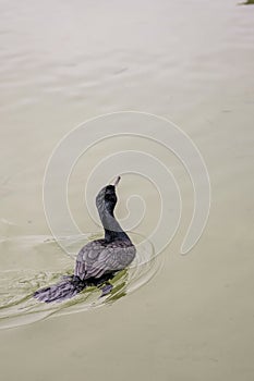 Sergeant Cormorant Swimming in Calm Waters