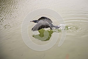 Sergeant Cormorant Swimming in Calm Waters