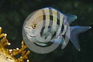 Sergeant fish photo