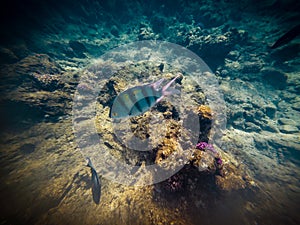 Sergeant major Abudefduf vaigiensis in the Red Sea, Egypt.