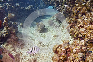 Sergeant major damselfish and coral reef