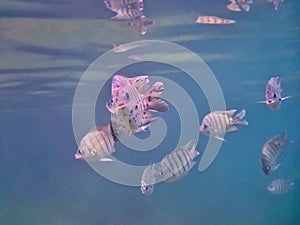 Sergeant Major damselfish