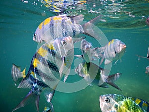 Sergeant major fish near surface