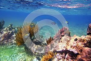 Sergeant Major fishes in caribbean reef Mexico